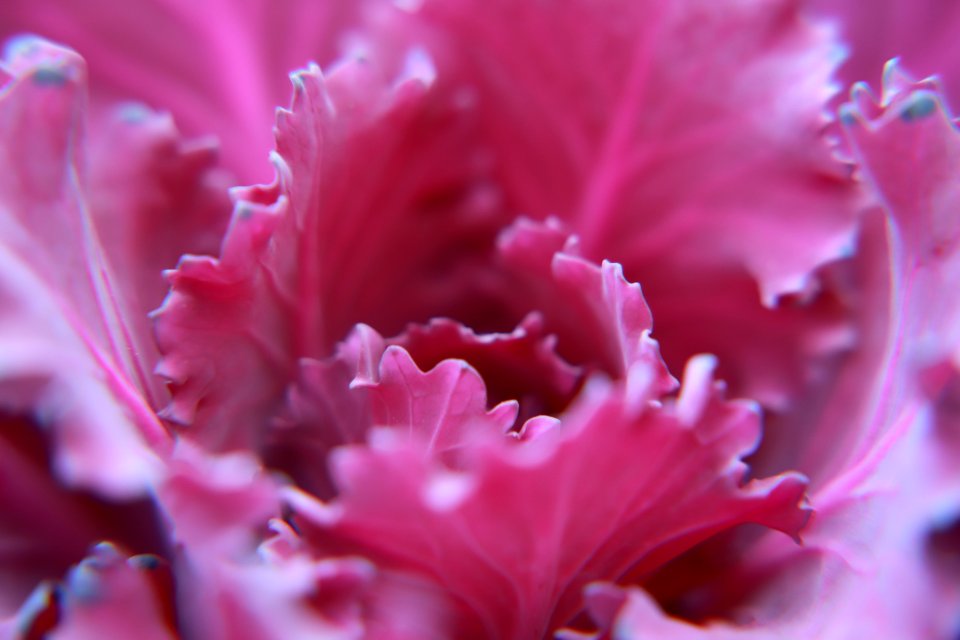 Macro Photography Of Pink Flower