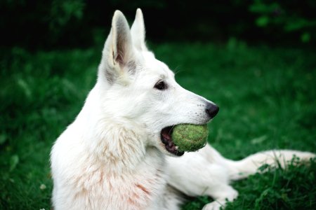 Photography Of A Dog Biting Green Tennis Ball photo