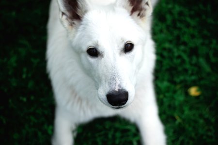 Photography Of A White Dog photo