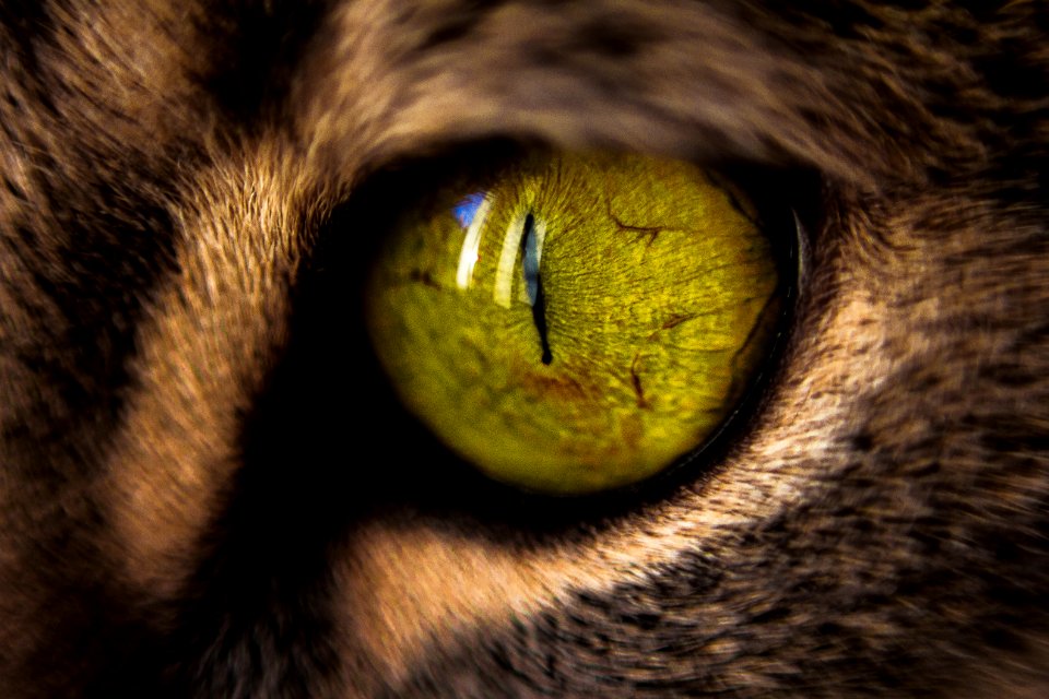 Macro Photography Of Green Cats Eye