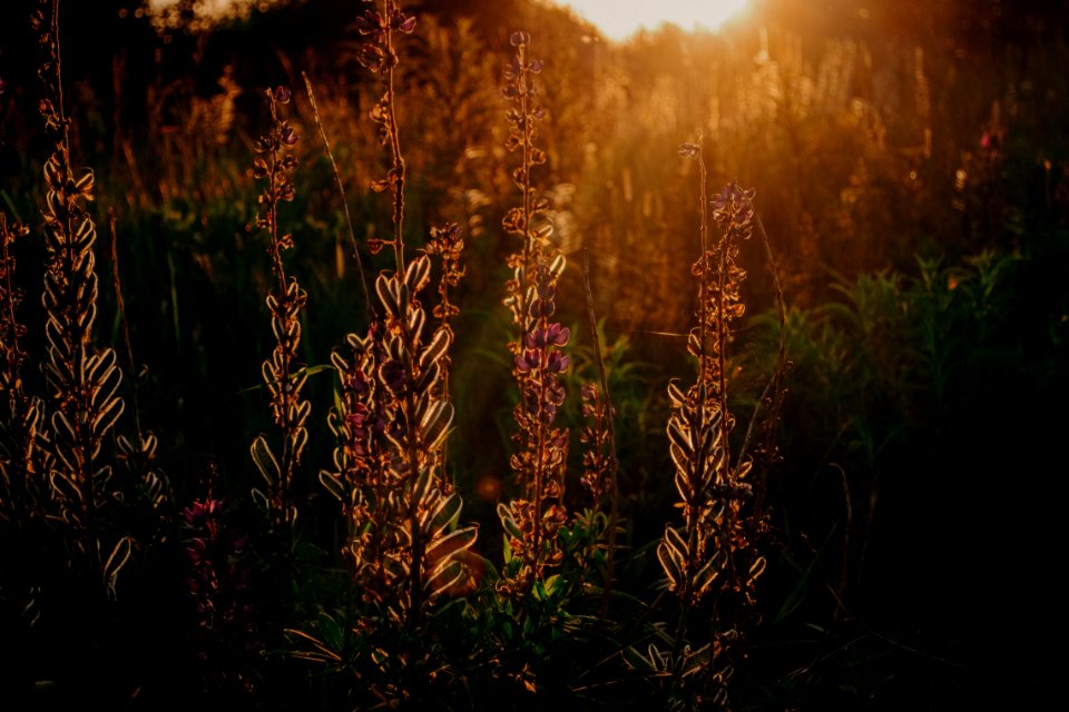 Silhouette Photo Of Grass Field