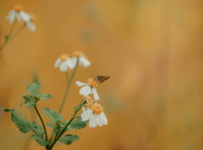Selective-focus Photography Of Brown Moth Perches On White Petaled Flower photo