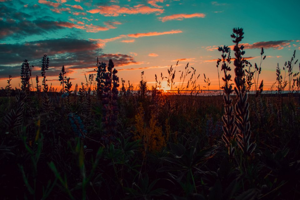 Brown And Green Grass During Sunset