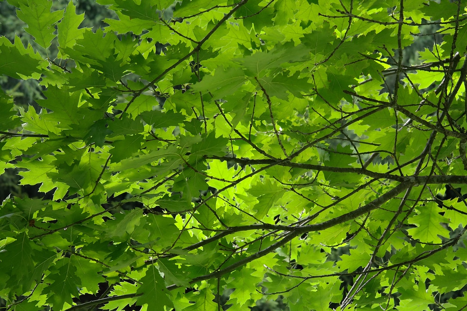 Branches green red oak