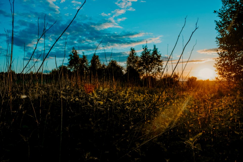 Green Leafed Plants Photography Under The Blue Sky