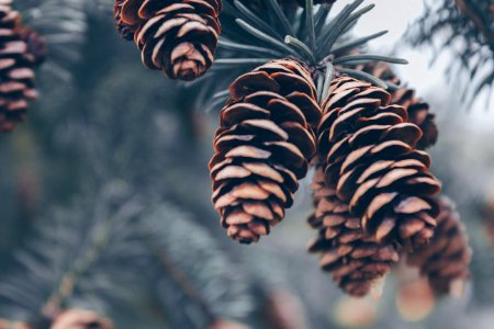 Shallow Focus Photography Of Brown Pinecones photo