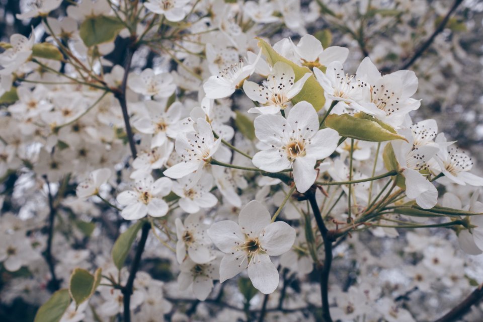 Shallow Focus Photography Of White Flowers