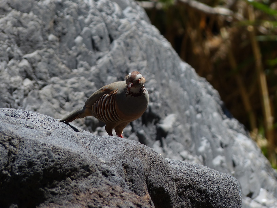 Alectoris barbara species pheasant-like