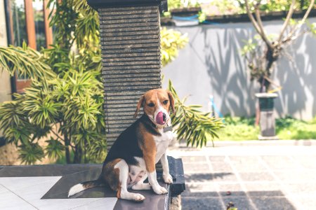 Adult Tricolor English Foxhound