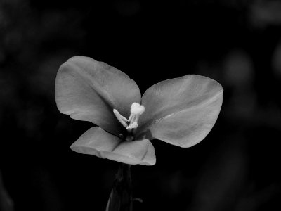 Grayscale Photography Of 3-petaled Flower photo