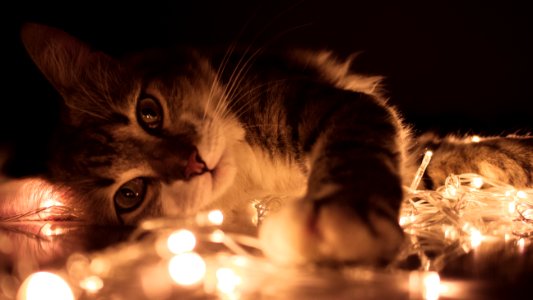 Gray Tabby Cat Lying On White String Lights photo