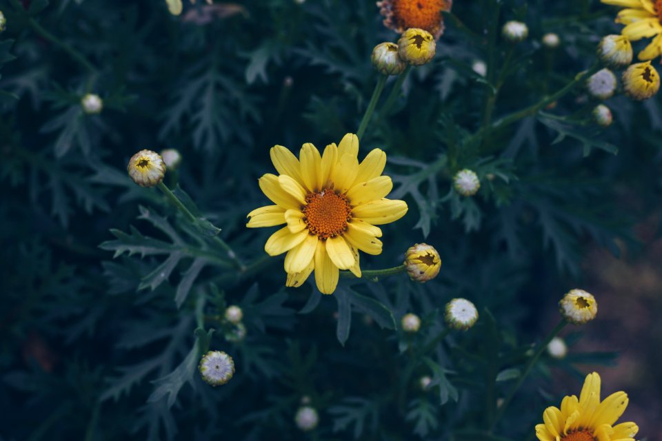 Selective Focus Photography Of Yellow Petaled Flower photo