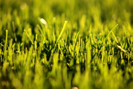 Shallow Focus Photography Of Grass photo
