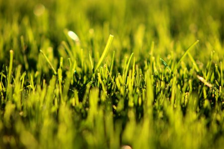 Shallow Focus Photography Of Grass