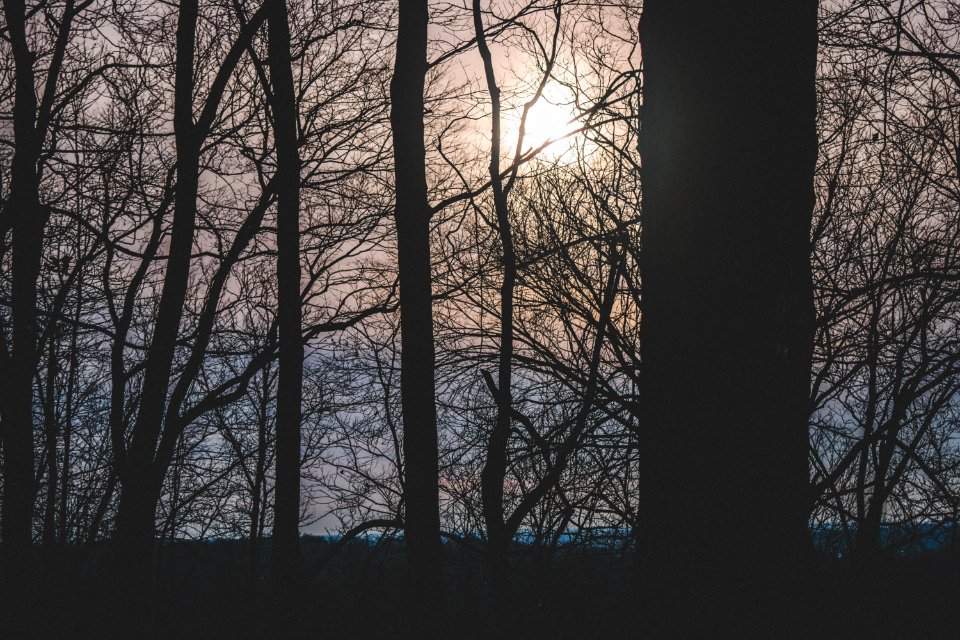 Silhouette Photograph Of Trees