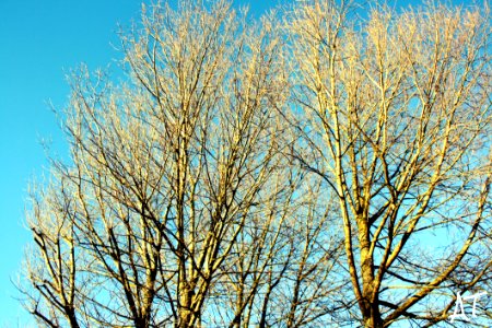 Leafless Tree Under Blue Sky At Daytime photo