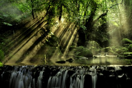 Scenic View Of Rainforest