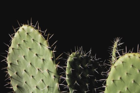 Close-up Photo Of Three Green Cactus Plants