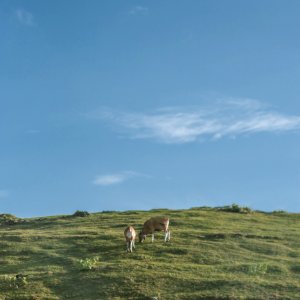 Two Brown Cows Near Green Grass Fields photo