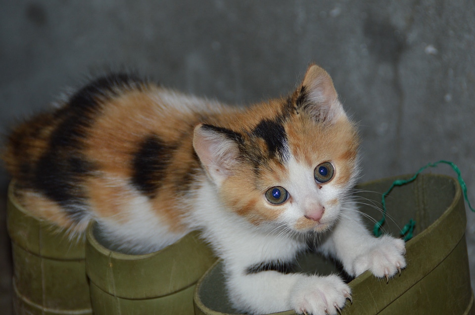 Cute cat shoe cat's eyes