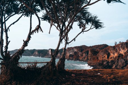 Photo Of Trees Near The Sea