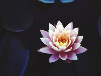 Pink Waterlily Flower In Full Bloom