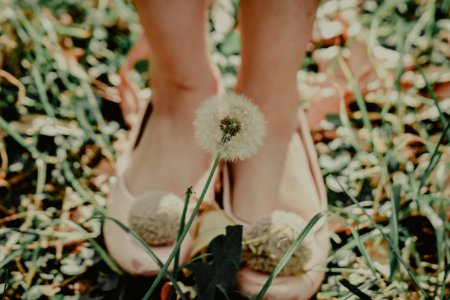 Shallow Focus Photography Of Dandelion photo