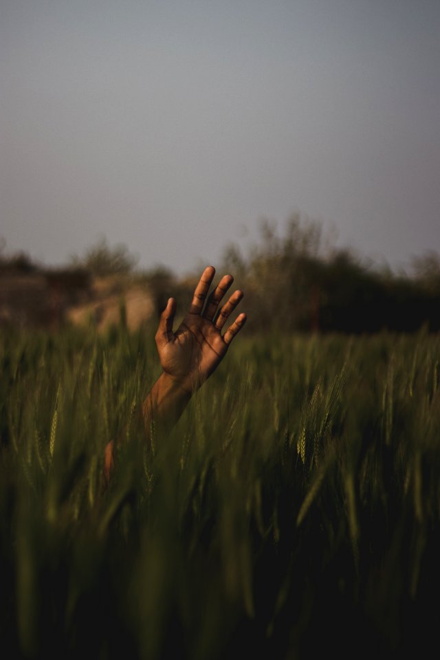 Persons Hand On Field