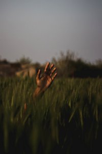 Persons Hand On Field