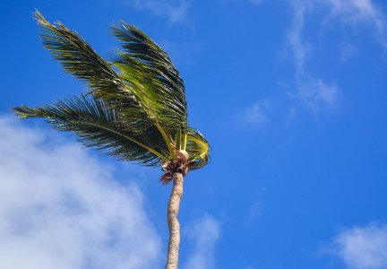 Coconut Tree Under White Clouds At Daytime photo