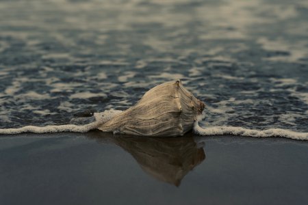 Grey Conch Shell On Shore photo