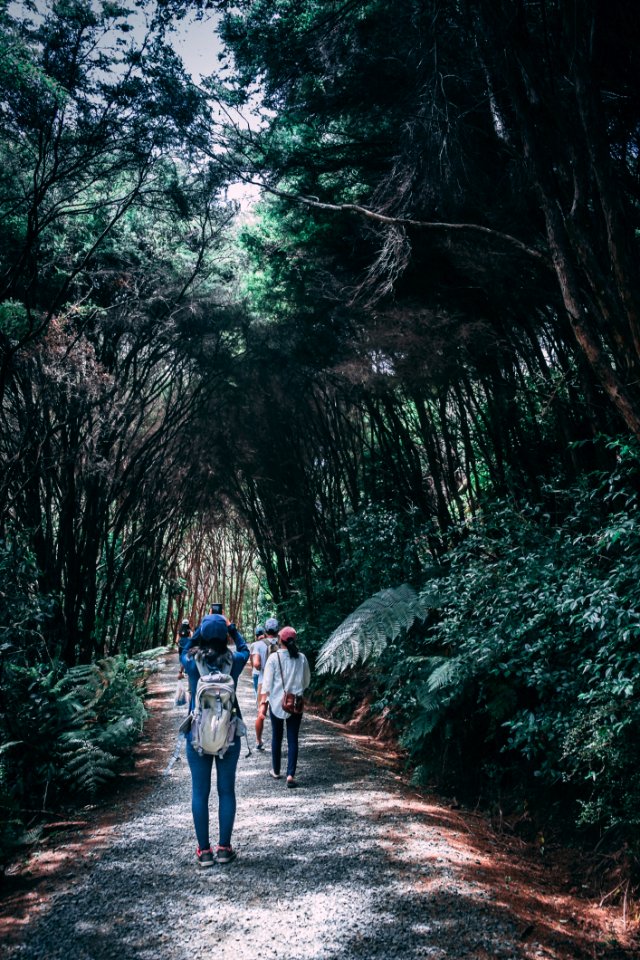 Group Of People Walking In Forest