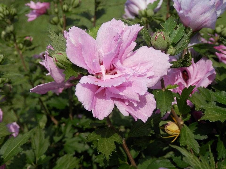 Hibiscus foliage leaf