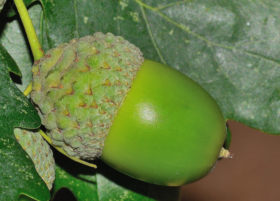 Nature quercus fruit