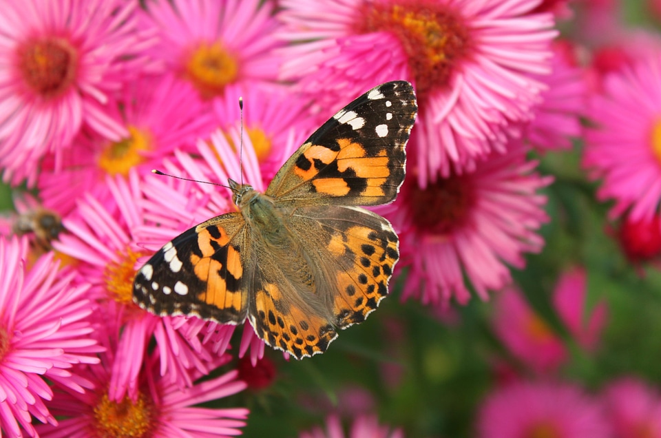 Animal insect wing photo