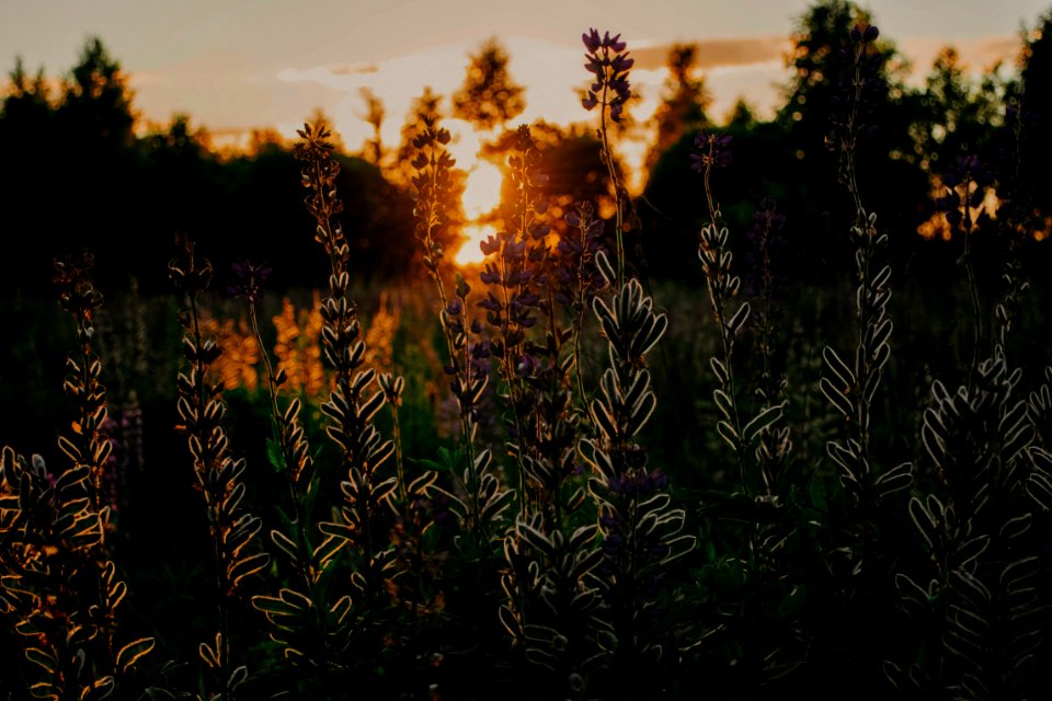Green Plant Under Golden Hour