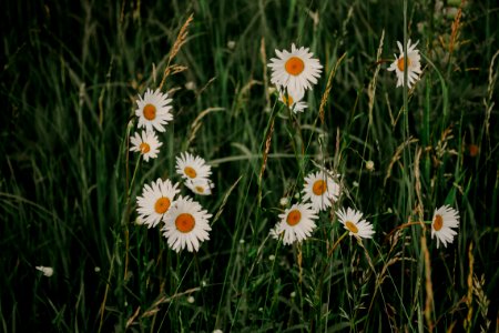 White Daisy Flowers photo
