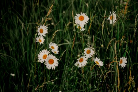 White Daisy Flowers
