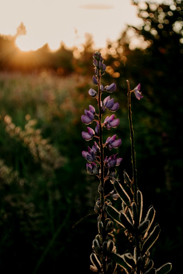 Close-up Photography Of Lupines