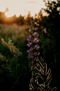 Close-up Photography Of Lupines photo