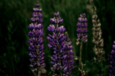 Purple Lupine Flower In Closeup Photography photo