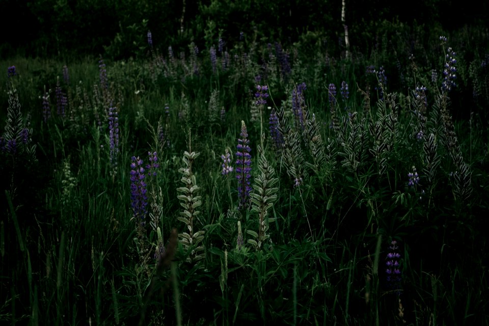 Photograph Of Grass And Lavenders