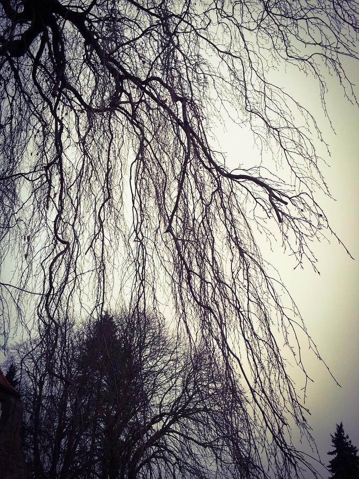 Plant blätterlos nature