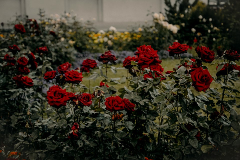 Red Roses Garden In Bloom