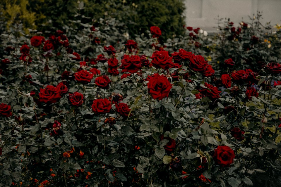 Red Roses