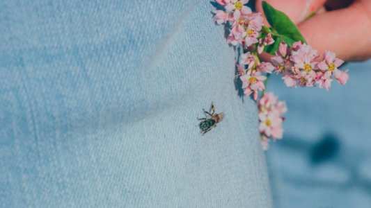 Black Housefly On Persons Jeans