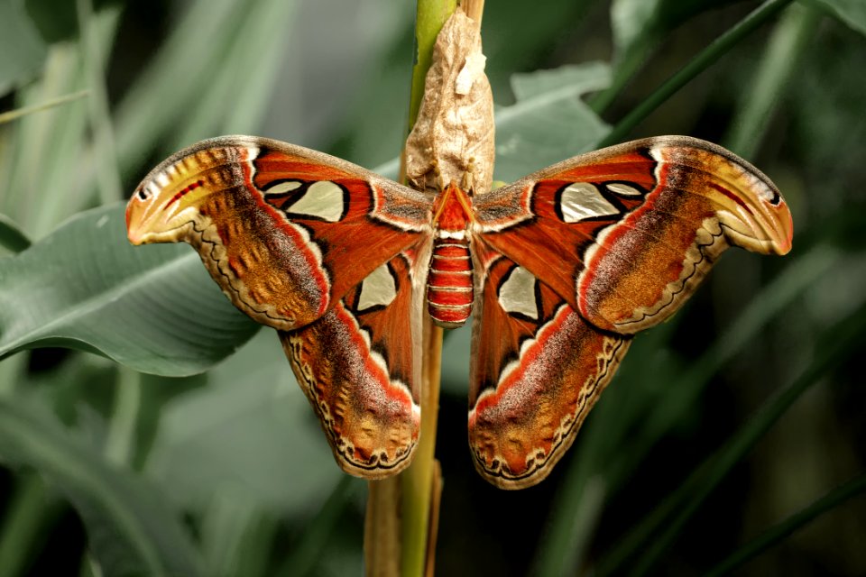 Close-up Photography Of Atlas Moth