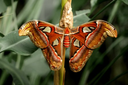 Close-up Photography Of Atlas Moth