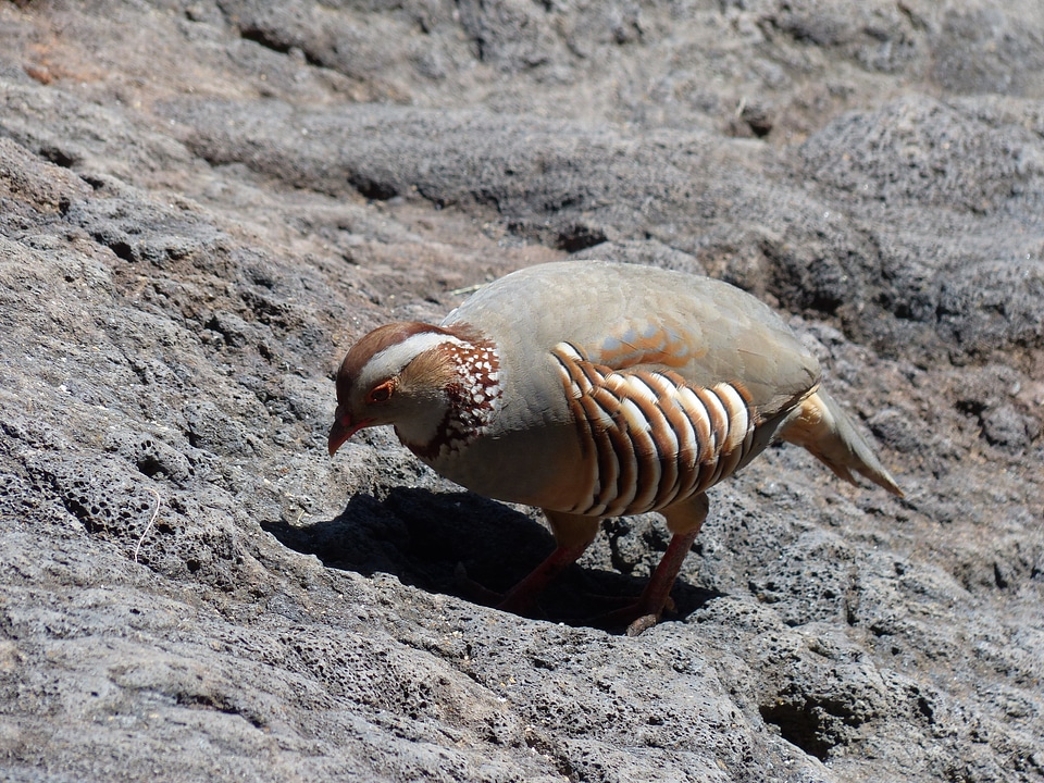 Alectoris barbara species pheasant-like