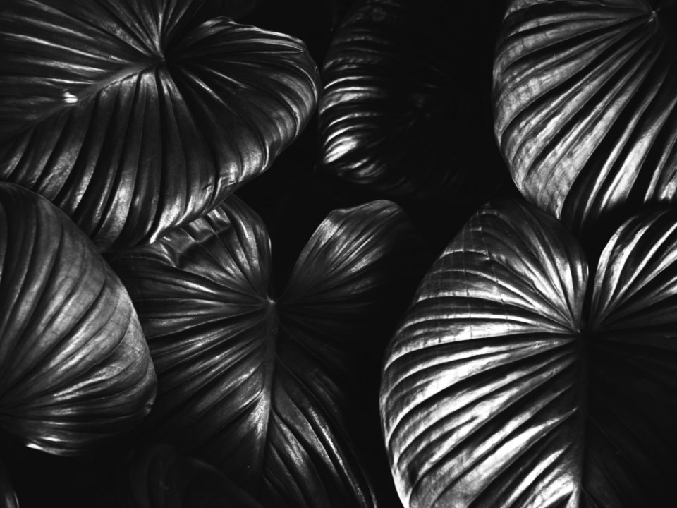 Monochrome Photography Of Leaves